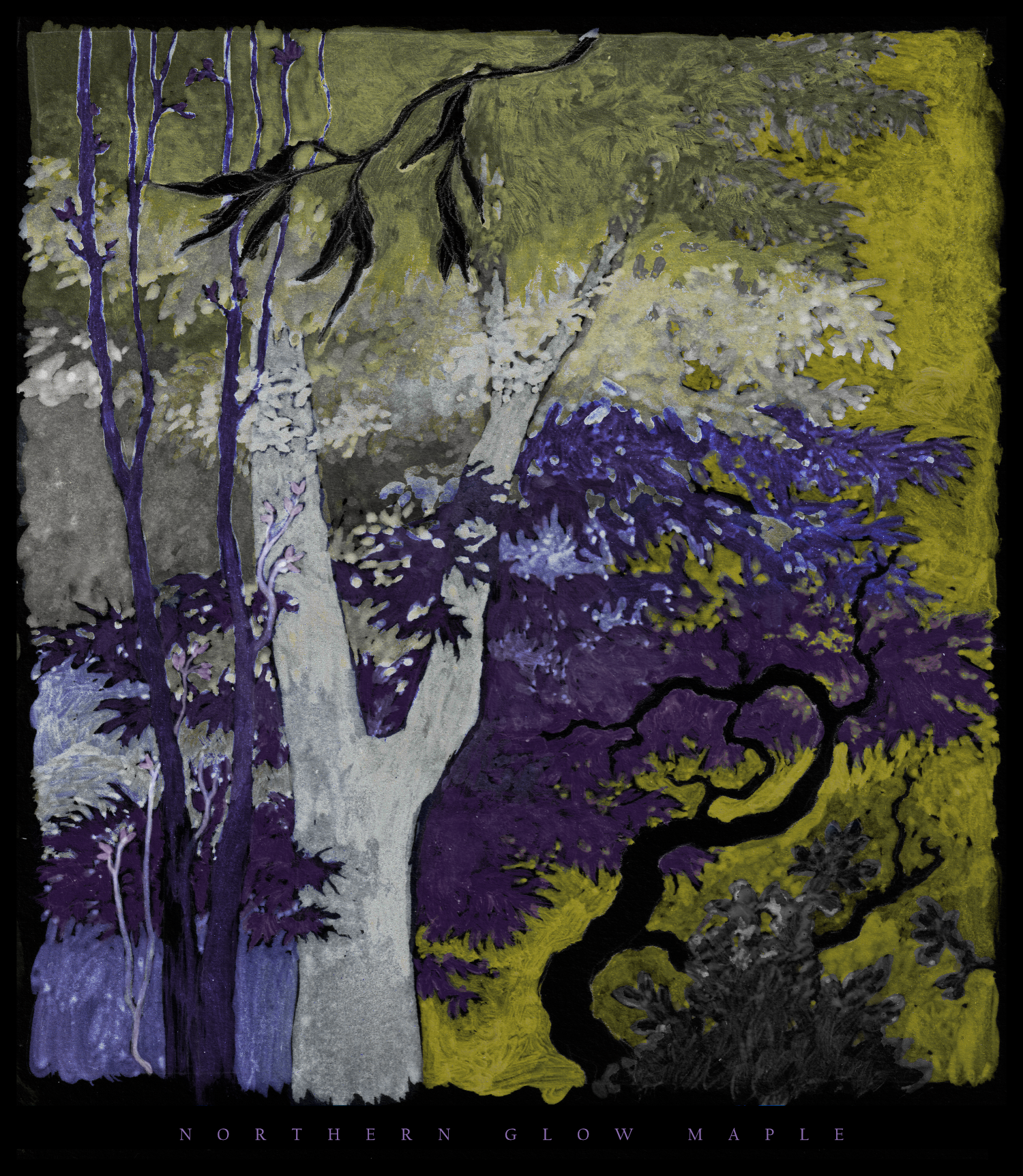 an illustration of a maple tree, with yellow green and purple. by kayla cerrone